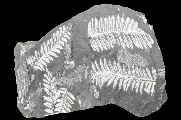 Fossil Seed Fern (Alethopteris & Neuropteris) Plate -Pennsylvania #168384